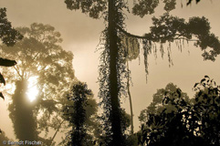 Danum Valley  - Zum Vergroessern klicken!